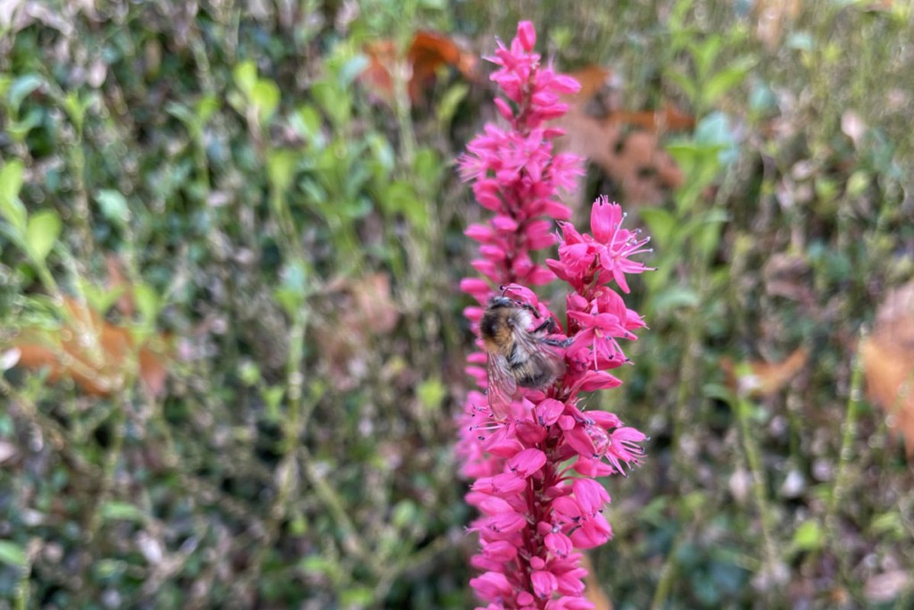 beautiful pink flowers being visited by a bee in London Enfield