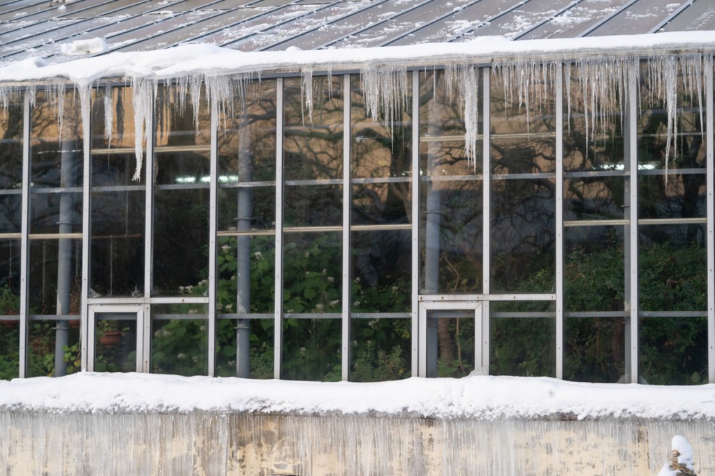 Glass wall of old greenhouse or orangery with different green plants inside during wintertime. Winter botanical garden. Outdoor photo of icicles hanging off of glasshouse eaves on frosty day