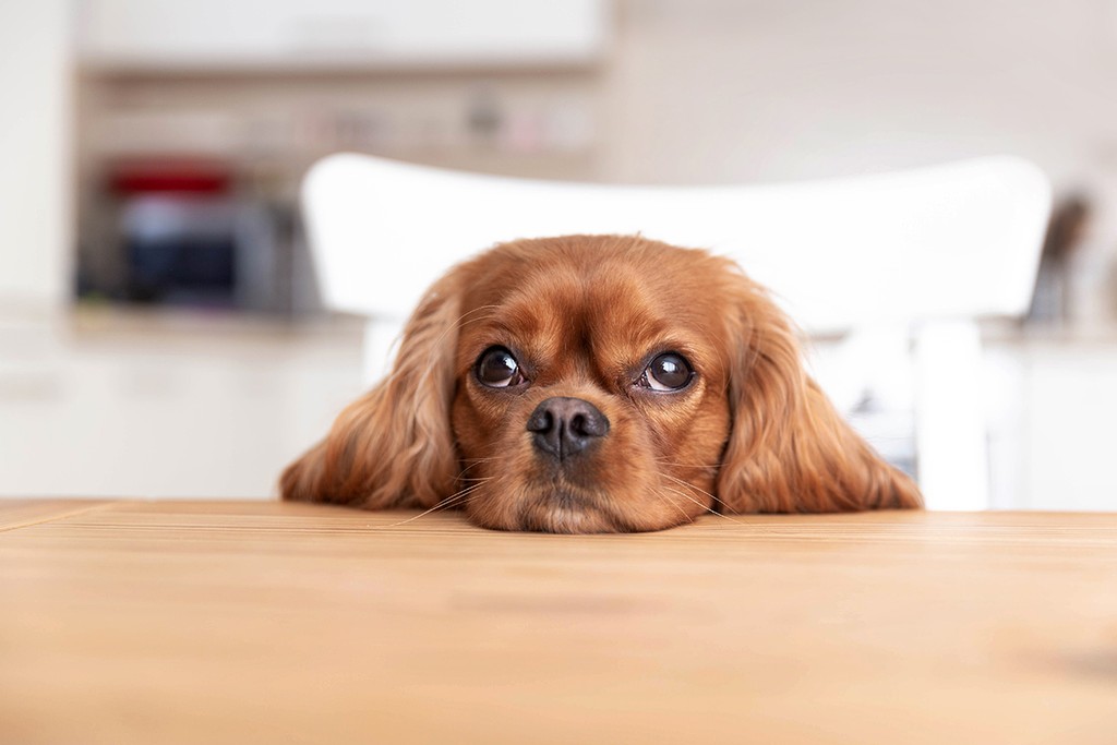 a sad dog with their head on the table