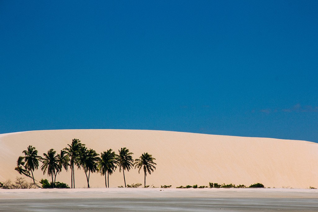 palm trees in the dessert against a blue sky 