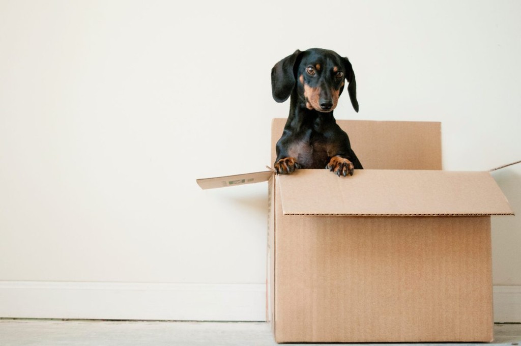 Moving in box with a black dachshund sitting in it