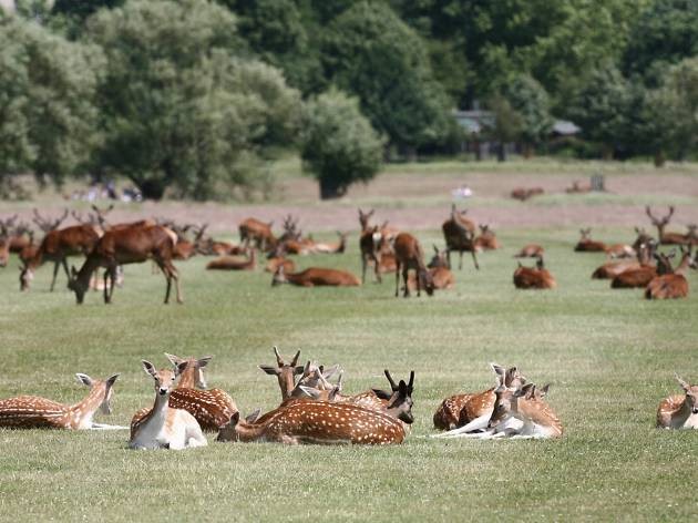 Deer of Richmond Park, London