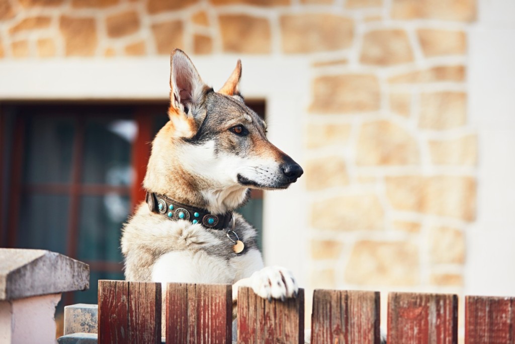 Dog looking over a fence