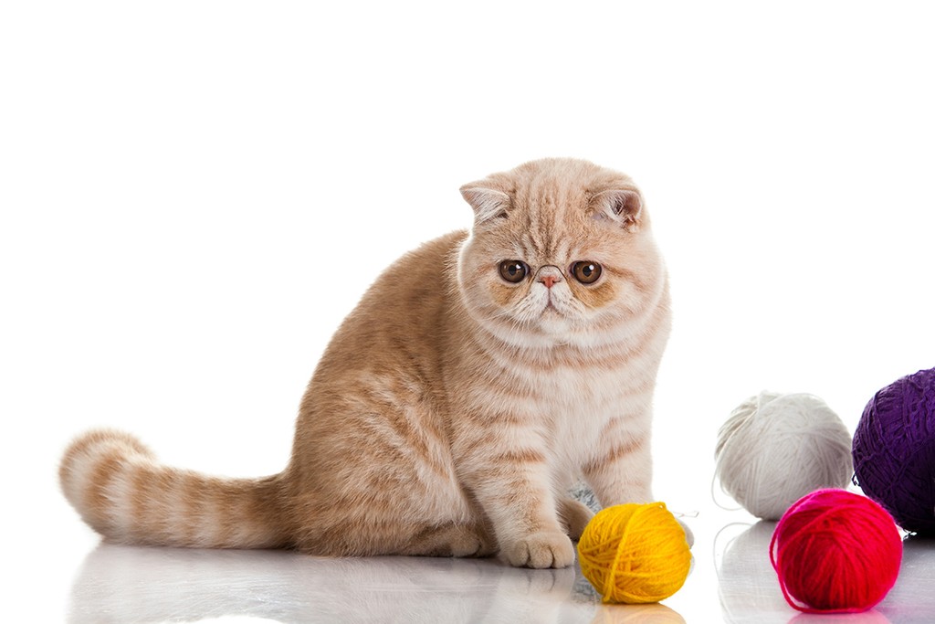 Exotic shorthair cat. Cat with balls of threads.