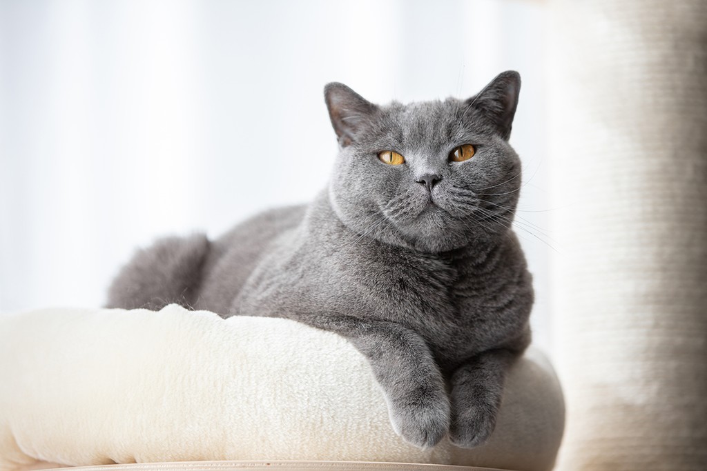 British cat lying cat tree scratching post. British shorthair breed