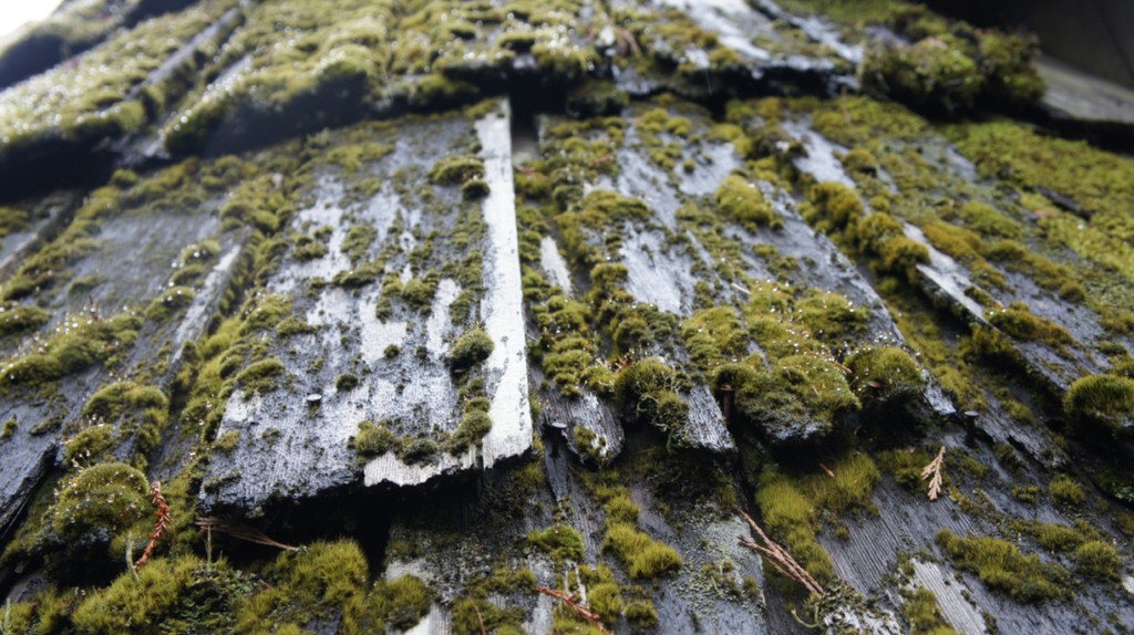 green moss on roof tiles